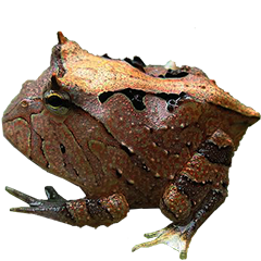 Brown Surinam Horned